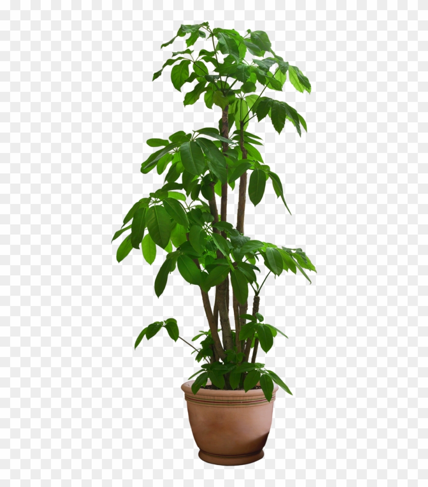 10 Free Plants & Flowers Png Images- At Dzzyn - Plants Png #330618