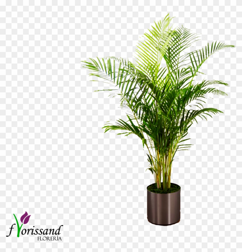Planta Palma - Palm Plant By Ftd - Container Included - Ftd Flowers #330636