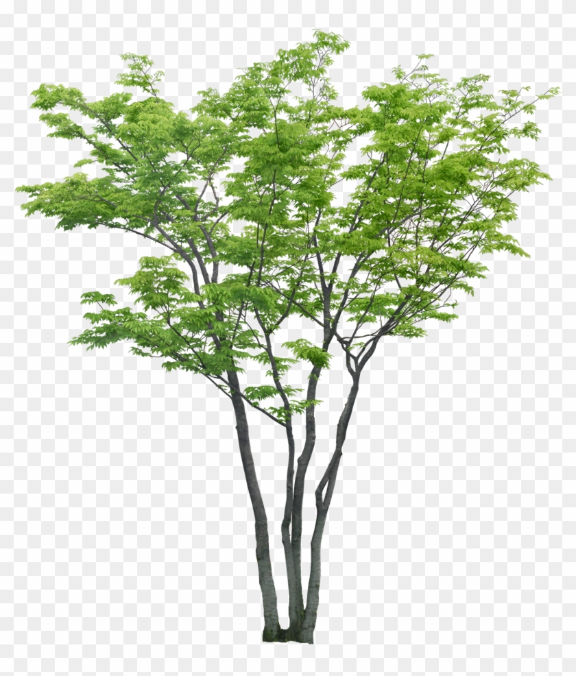 Tubos De Imagen - Arboles Png Sin Fondo #330677
