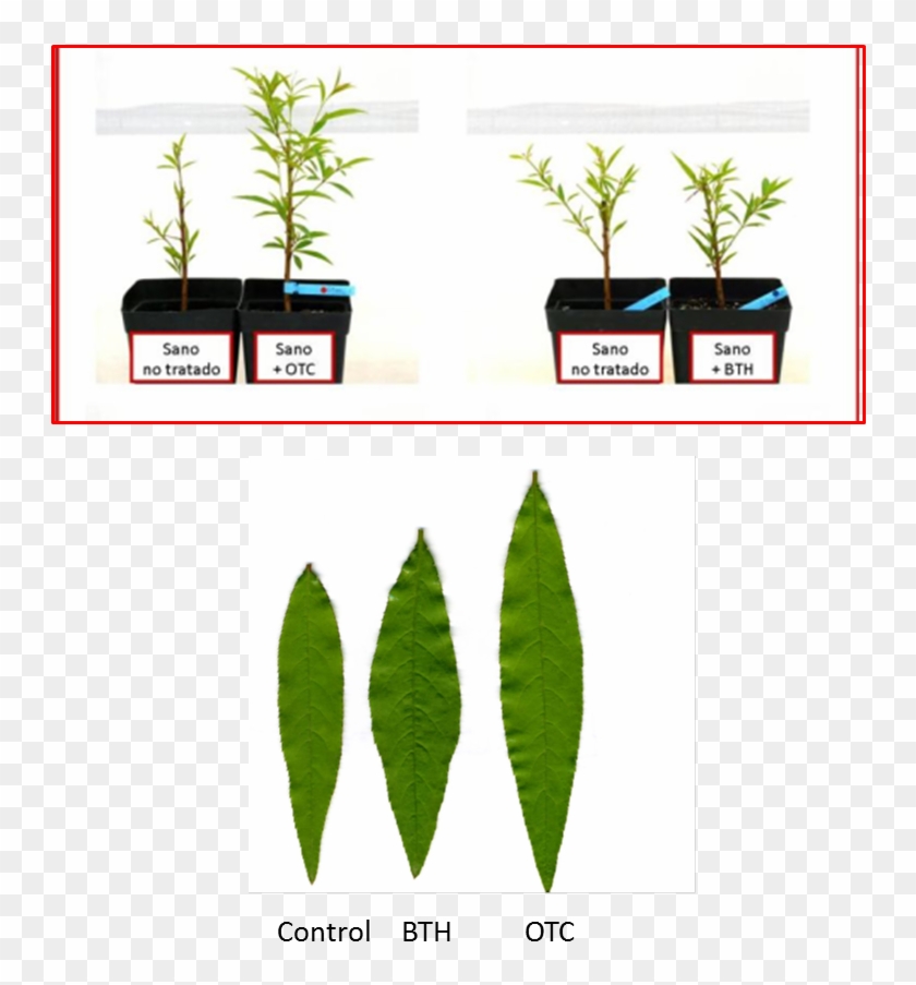 Efecto Del Otc Y Del Bth En La Brotación De Plantas - Over-the-counter Drug #330730