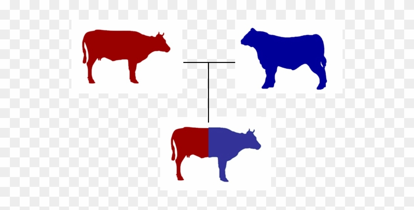 Image Showing A Two Breed Terminal Cross - Cross Breeding Cows #332168