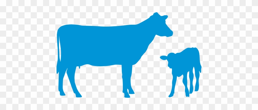 Keeping Track Of Calving And Which Cows Have Calved - Artificial Insemination Of Cow Vector #332379