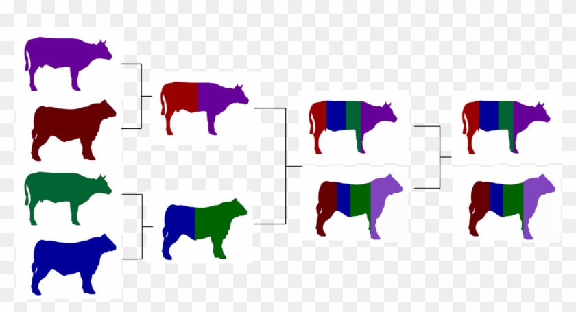 Image Showing A Four Breed Composite - Macelleria #332609