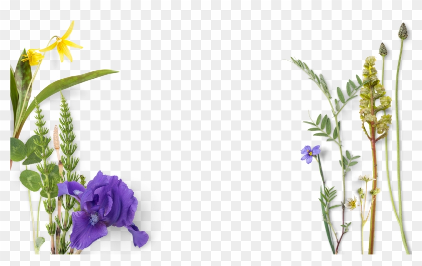 Blue Flowers And Green Leaves - Blue Flowers And Green Leaves #332740