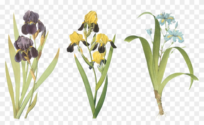 Iris - Iris #333088