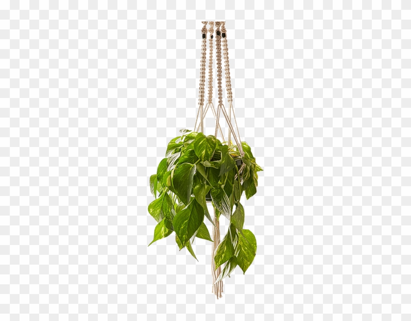 Pot De Fleurs En Macramé À Suspendre - Taille All #333193
