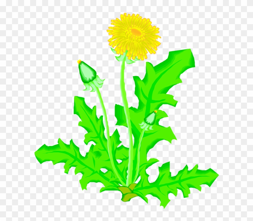 Dandelion Drawing Plant Flower Presentation - Dandelion Drawing Plant Flower Presentation #334098