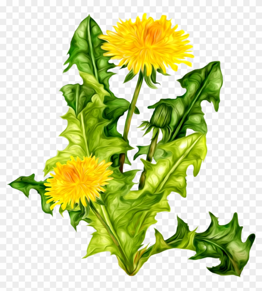 Dandelion Png - Одуванчик Цветок #334201
