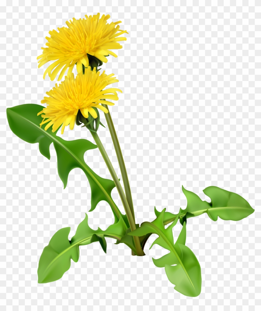 Common Dandelion Dandelion Coffee Flower Seed - Dandelion Greens #334209
