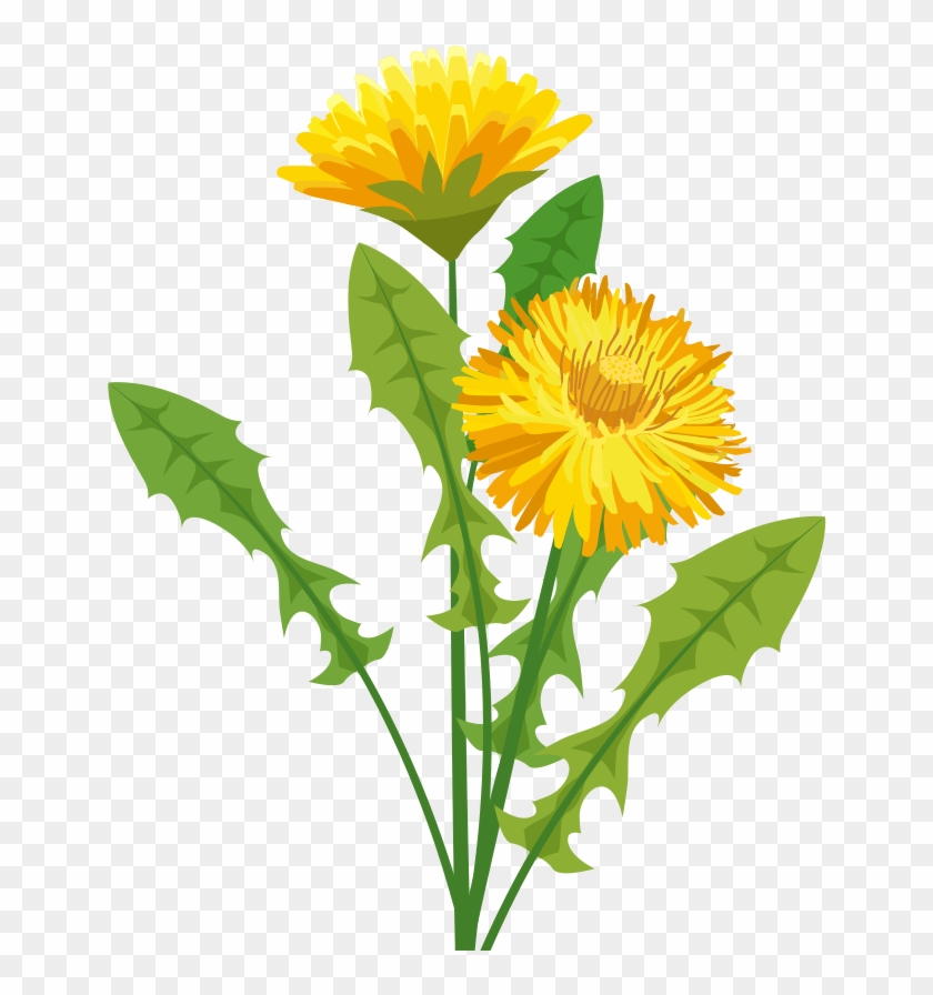 Curcuma - Pissenlit Png #334221