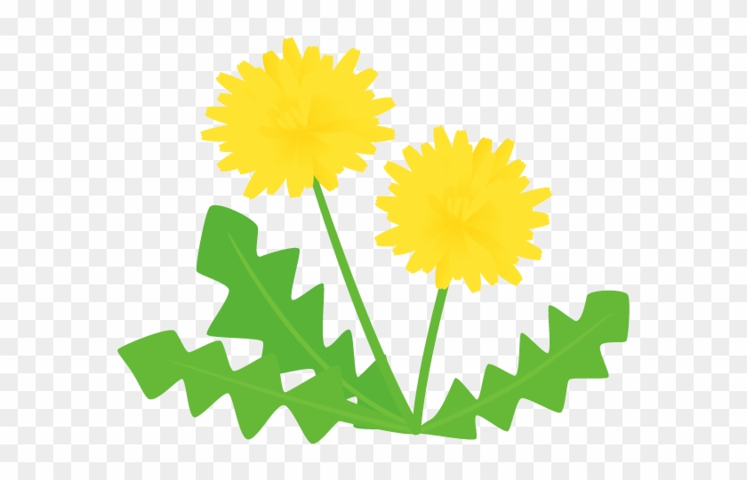 タンポポ - Dandelion #335056