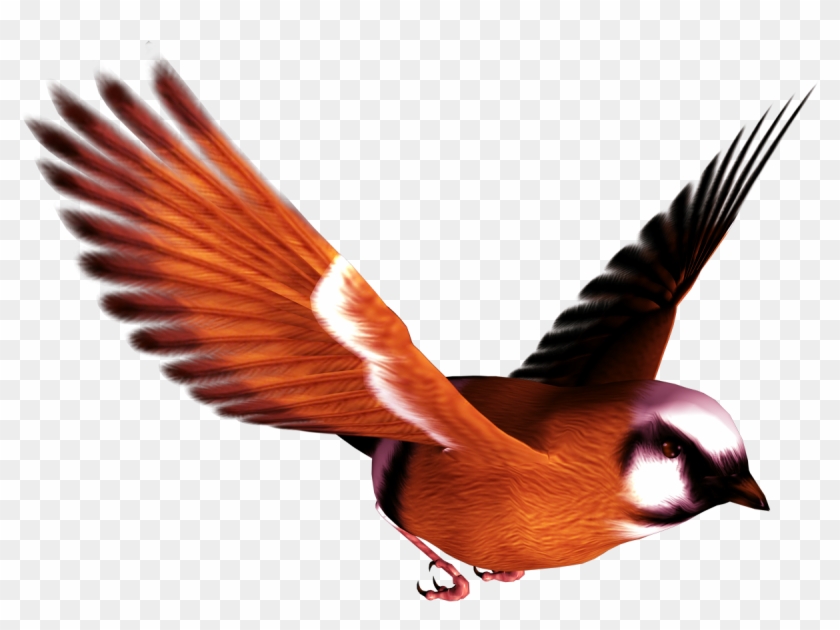 Birds Transparent #335091