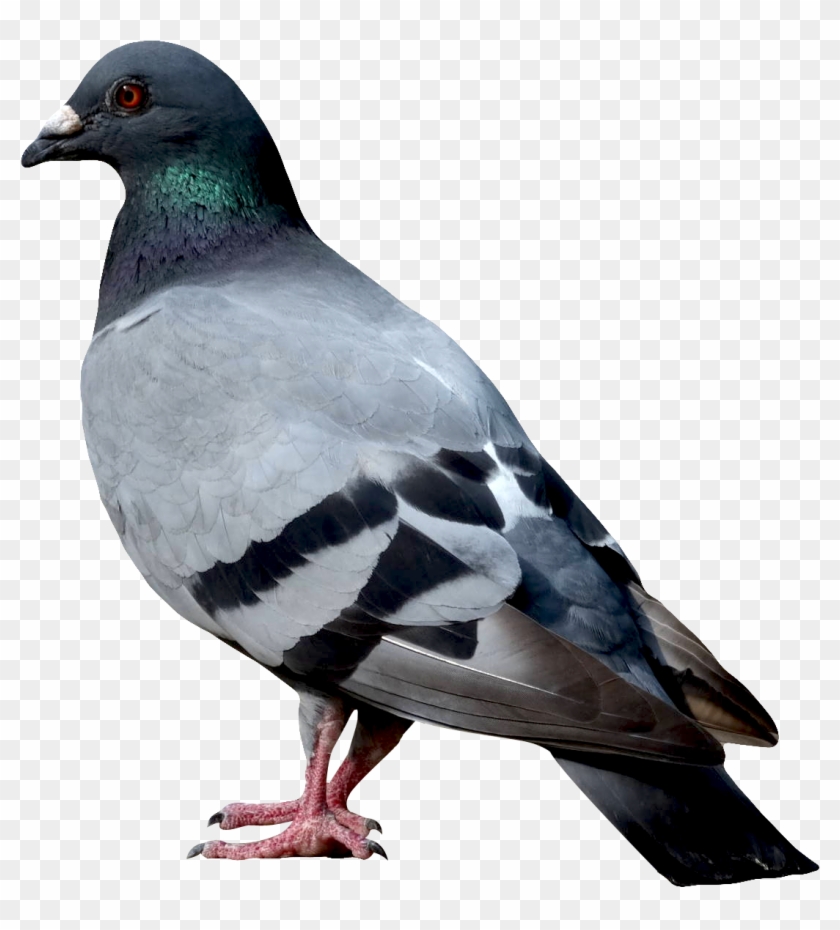 Image - Bird .png #335102