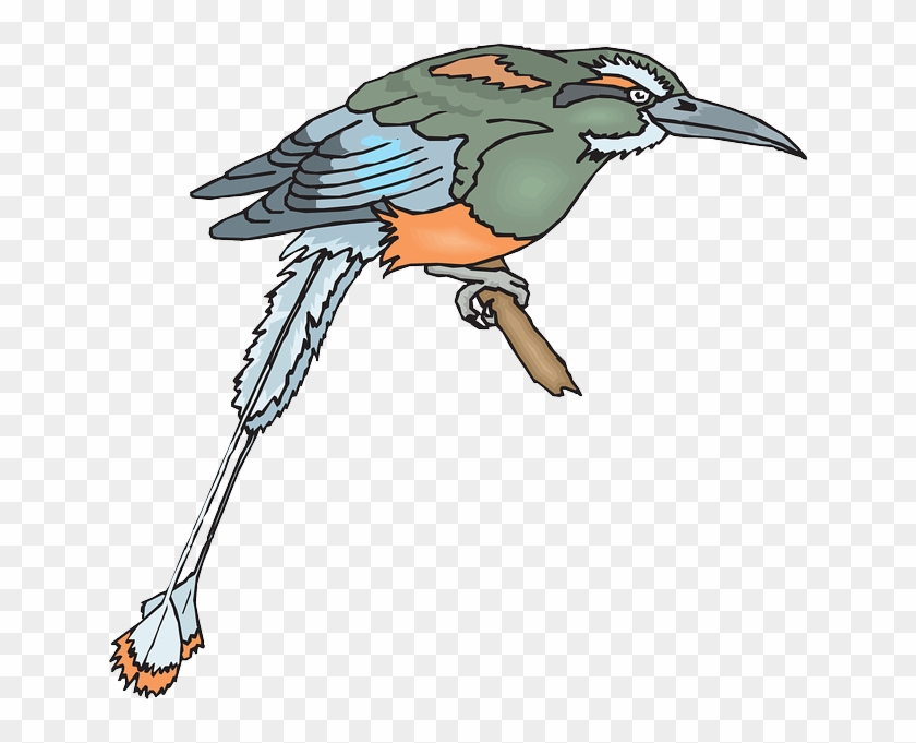 Perched Bird, Branch, Wings, Animal, Beak, Feathers, - Bird #335140