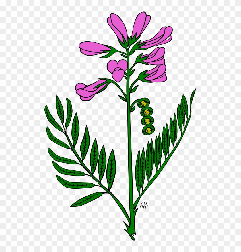 Snapdragon Flower Clip Art #335977