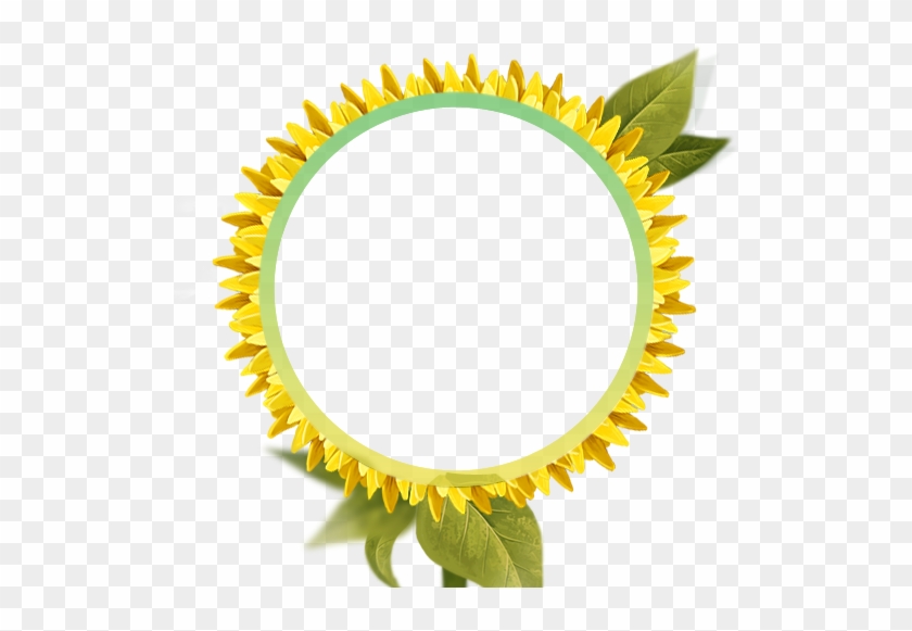 Common Sunflower Picture Frame High-definition Television - Common Sunflower Picture Frame High-definition Television #336057