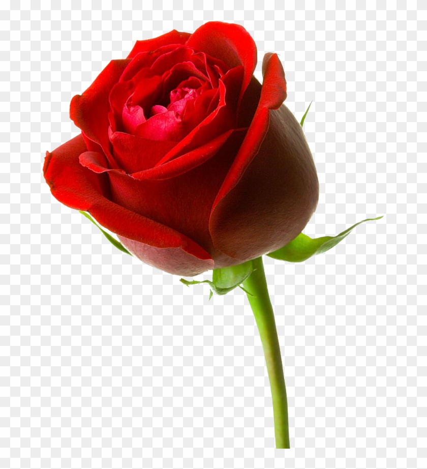 Gambar Bunga Mawar Merah Besar - Red Rose Hd 3d #336078