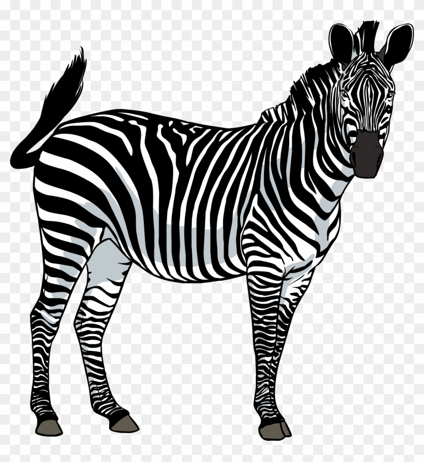 Zebra Clipart Png - Зебра Пнг #341579