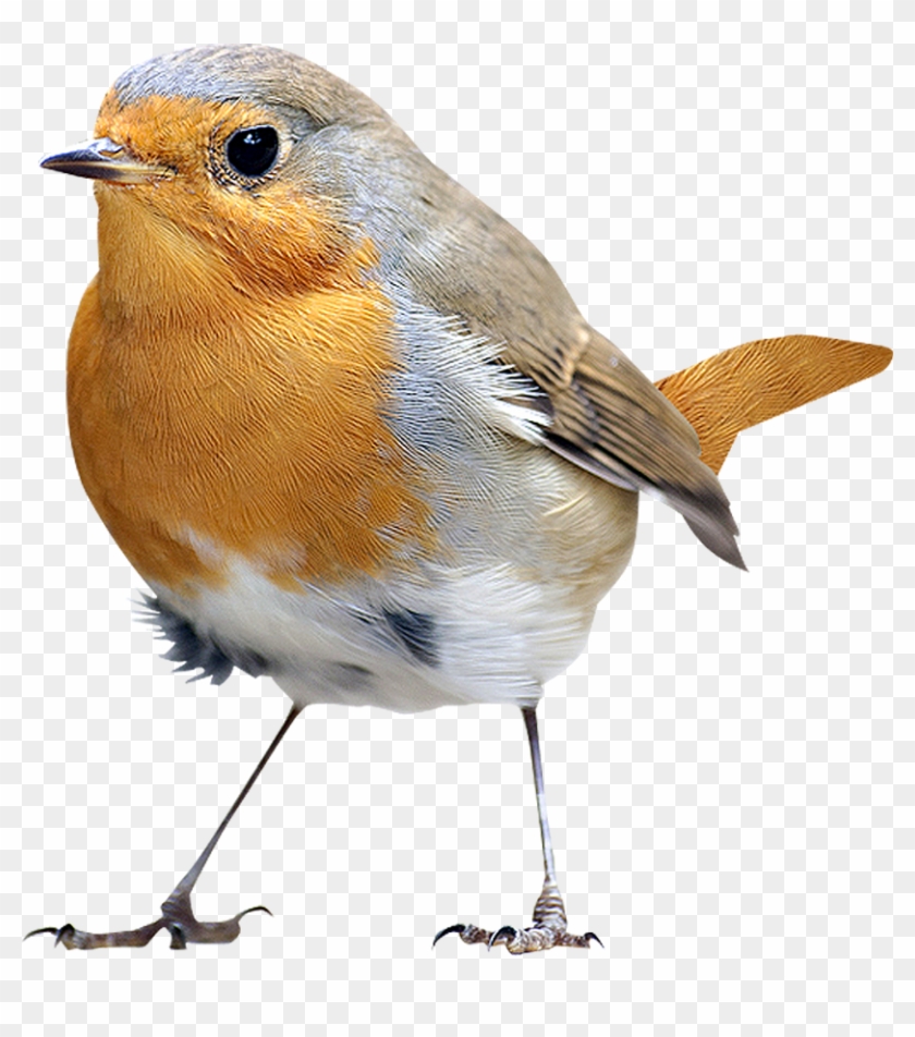 Bird Icon - Birds,birds - Bird Icon - Birds,birds #342012
