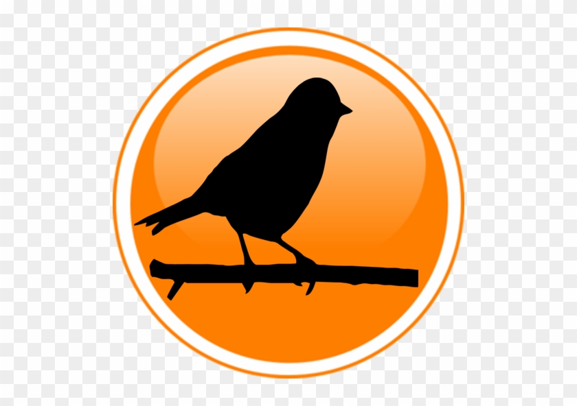 Bird #342053