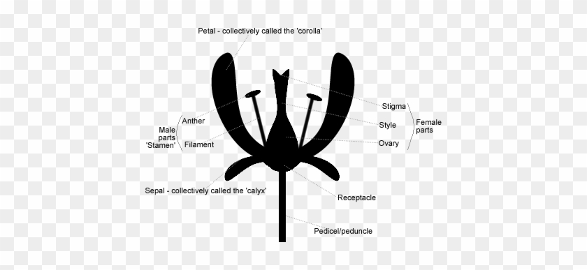 Parts Of A Flower - Dragonflies And Damseflies #342747