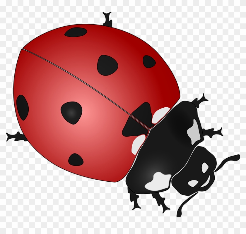 Lady Bugs - รูป แมลง เต่าทอง การ์ตูน น่า รัก #343705