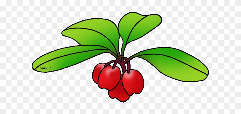 State Herb Of Maine - State Herb Of Maine #346040