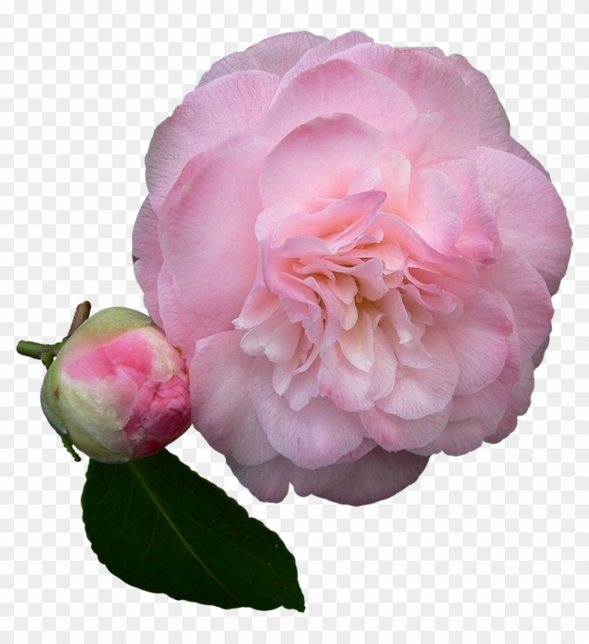 Camelia Flower Pink Petals Png Image - Camelia Flower Pink Petals Png Image #347148
