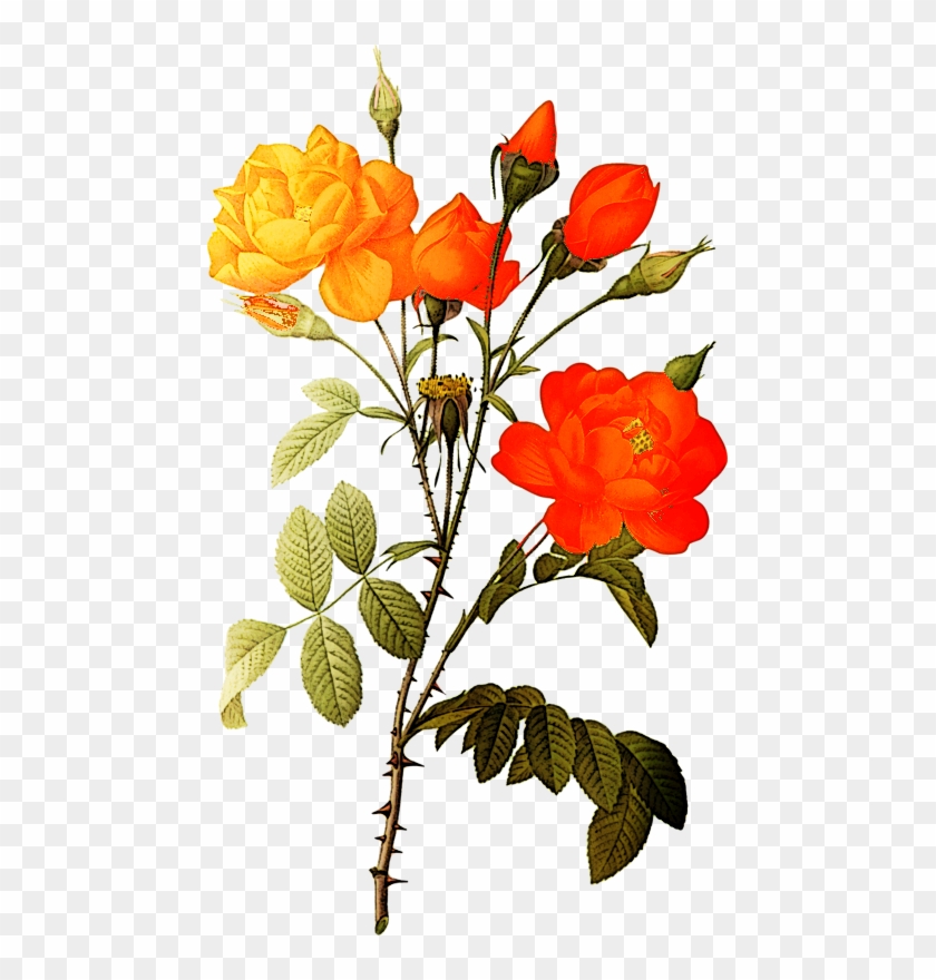 Rose Clip Art - Rose Clip Art #347409