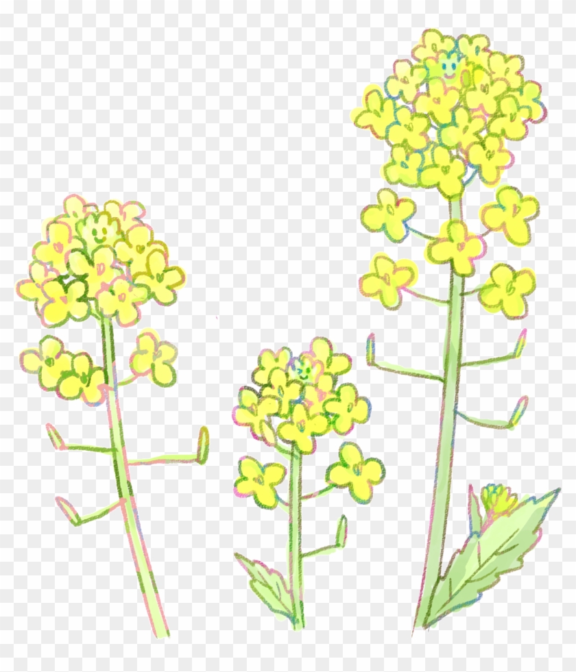 菜の花イラスト - 菜の花 3 月 イラスト #347517