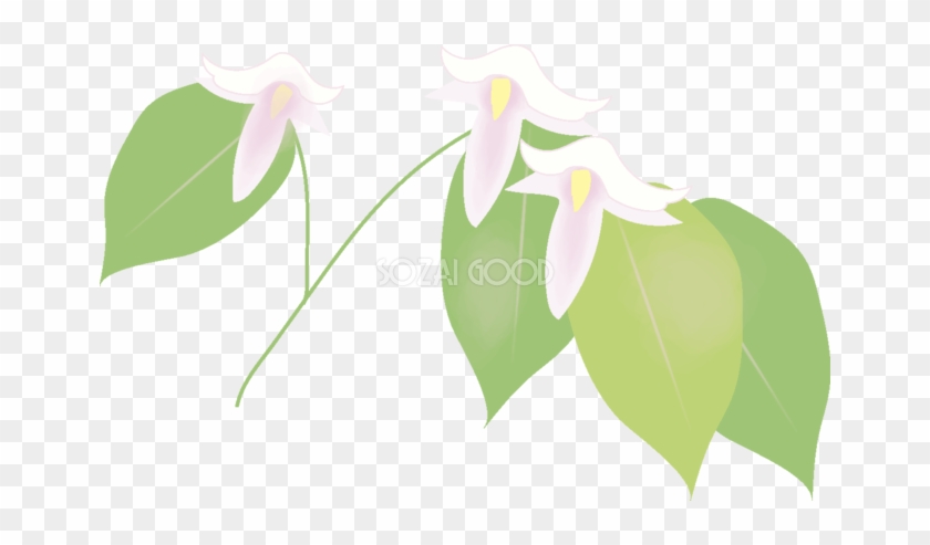 郁子 【花の無料イラスト】春(4月)67094 - California Fawn Lily #347623