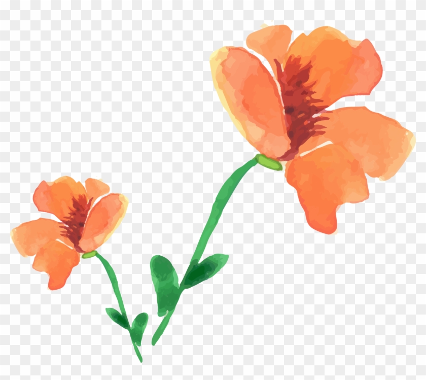 Watercolor Painting Poppy Flower - Watercolor Painting Poppy Flower #348257