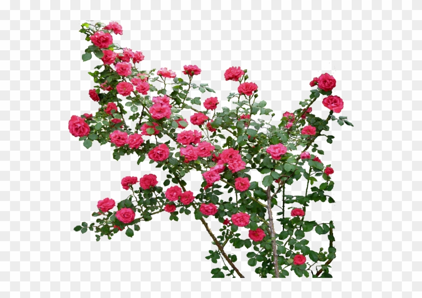 Rose Flower Clip Art - Rose Flower Clip Art #348944