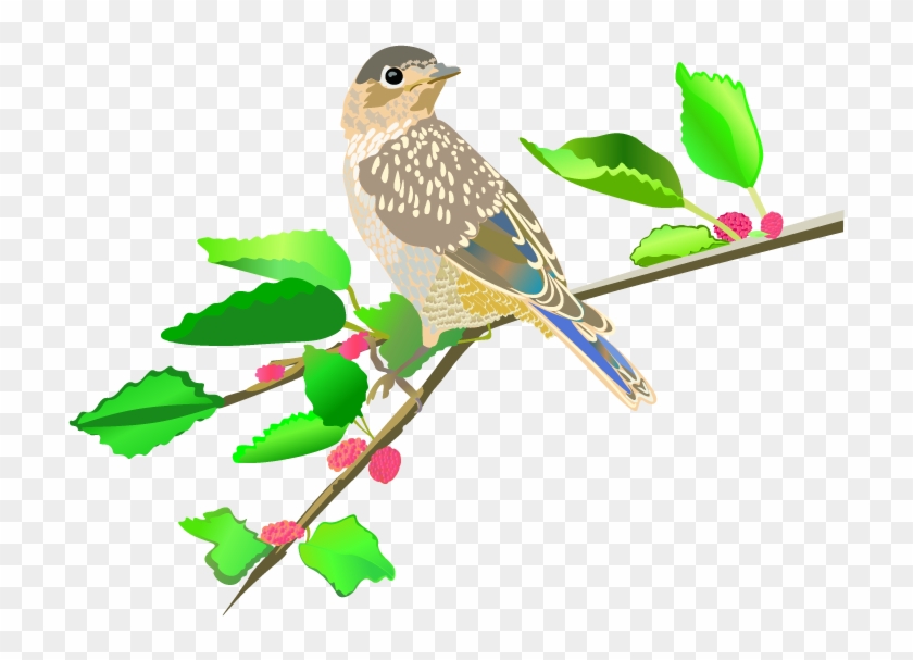 Bird Illustrations And Photos - Illustration #349027