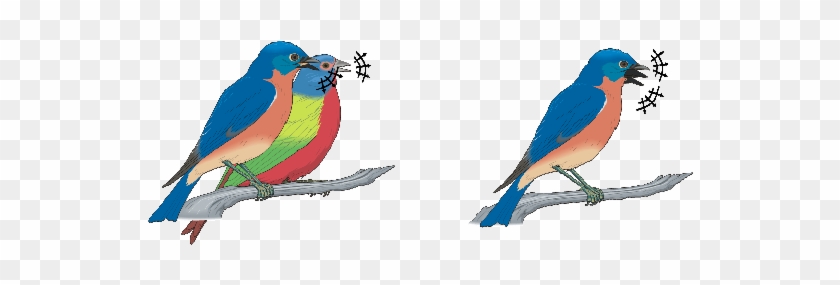 Example Of The Analysis Problem - Mountain Bluebird #349044