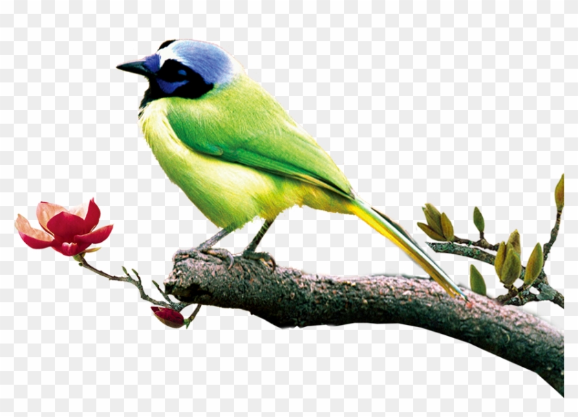 Poster Chinoiserie - Green Birds - Poster Chinoiserie - Green Birds #349106