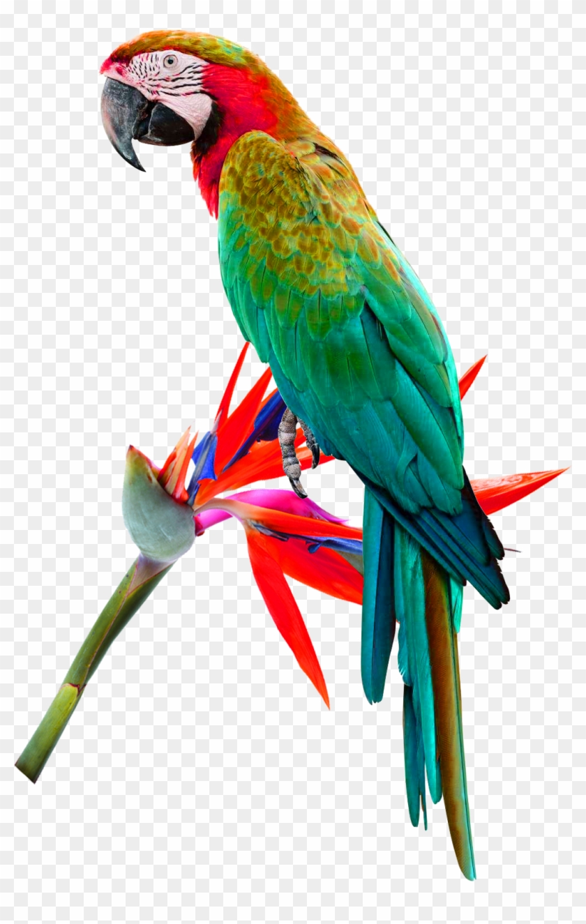 Bird Red Lored Amazon Red And Green Macaw Cockatoo - Bird Red Lored Amazon Red And Green Macaw Cockatoo #349158