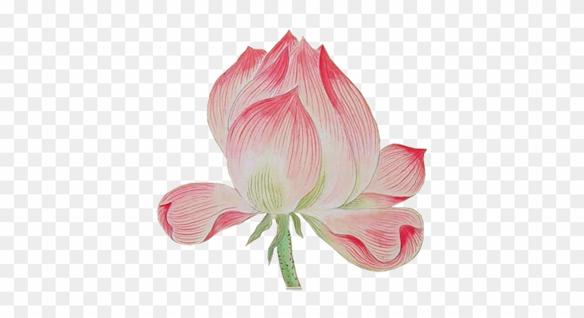 Nelumbo Nucifera Watercolor Painting Software - Nelumbo Nucifera Watercolor Painting Software #349203