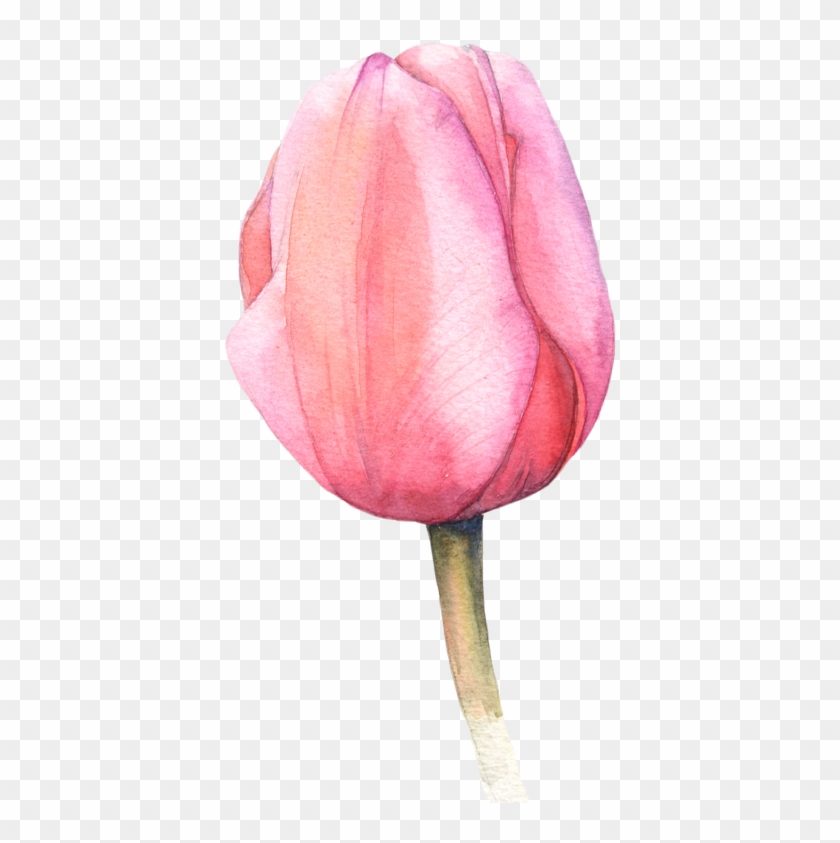 Watercolor Tulips More - Watercolor Tulip #349275