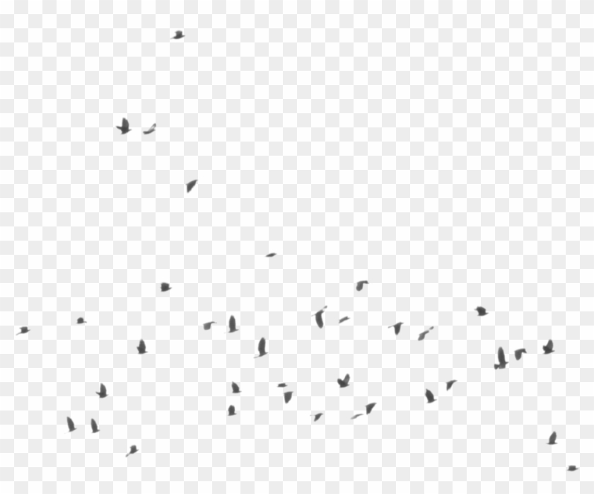 Flying Crow Silhouette Png - Flock #349361