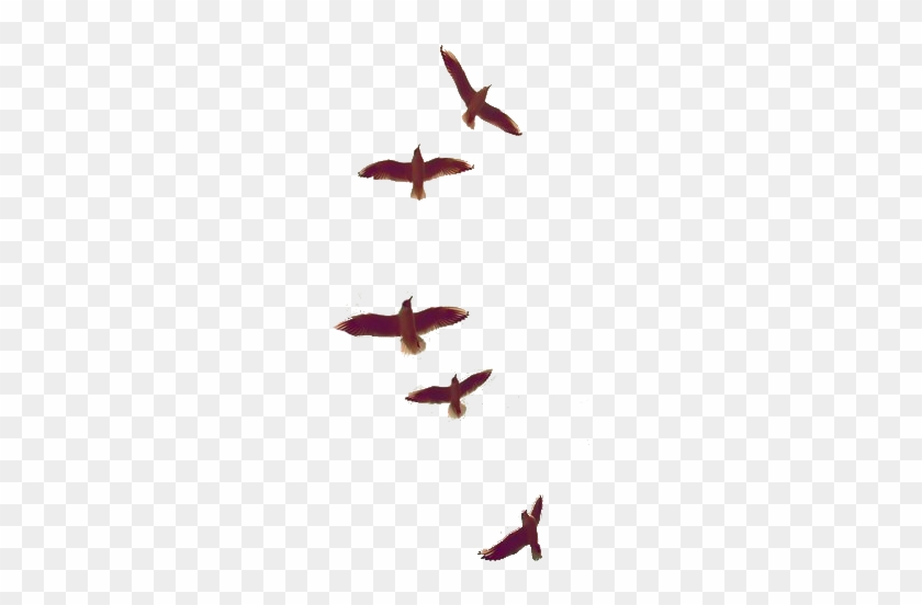 Image Image Image Image Image Image Image Image - Winter Cardinal Plugs, Gauges 0g, 00g, 7/16, 1/2, 9/16, #349377