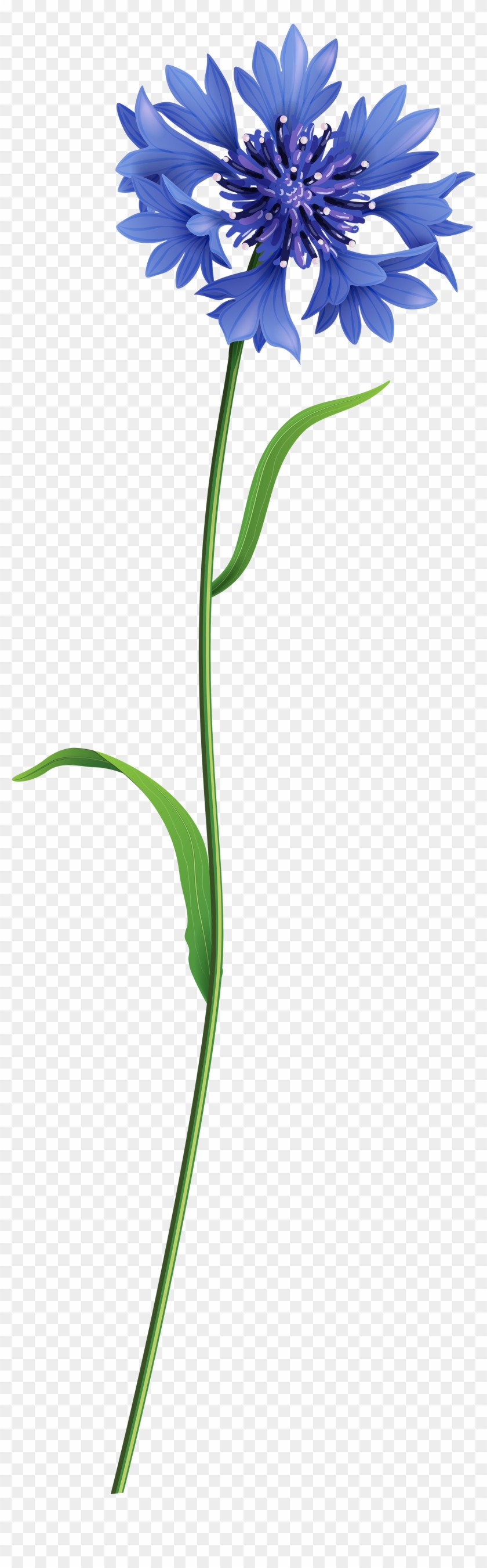 Flower Fields, New - Flowers In A Field Png #349983