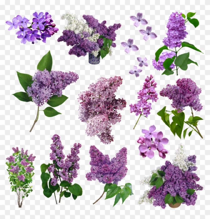 Flores Lilas Png By Nayareth - Grandma Kelso's Fine Fragrances Lilac Scented Soy Candle #350328
