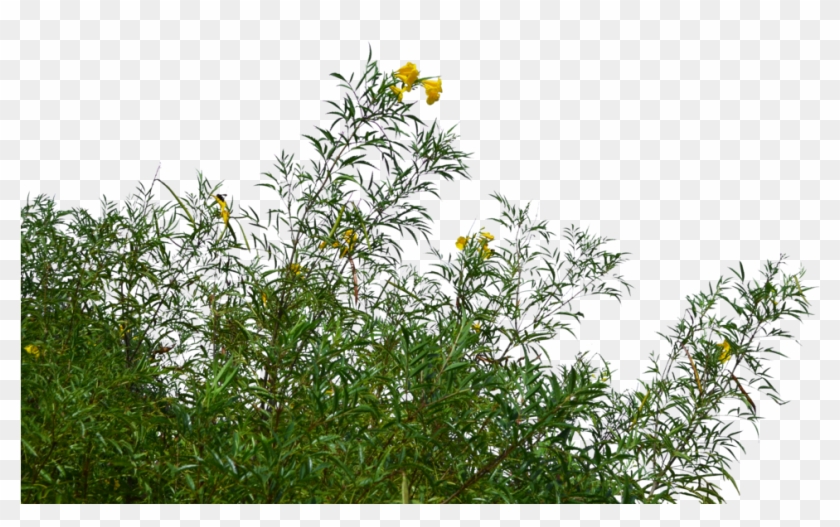 View Collection - Grass Png #350439