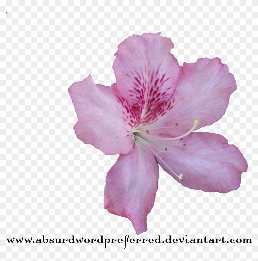 Transparent Flower Png By Absurdwordpreferred Transparent - Transparent Flower Png By Absurdwordpreferred Transparent #350476