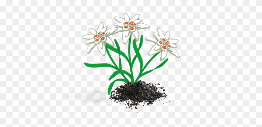 Edelweiss #351643