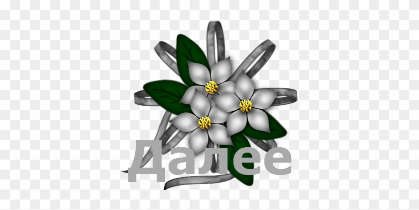 5369832 0jjjdl - Tagetes Patula #351665