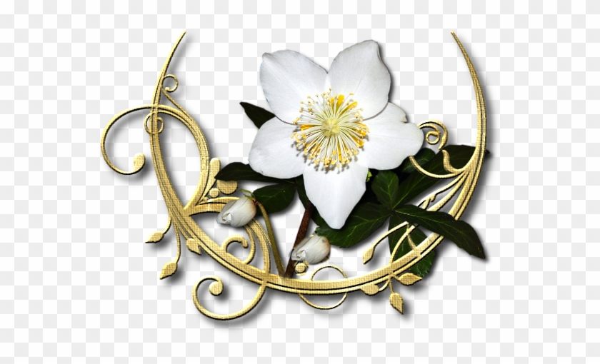   Edelweiss Flower Clip Art #351678