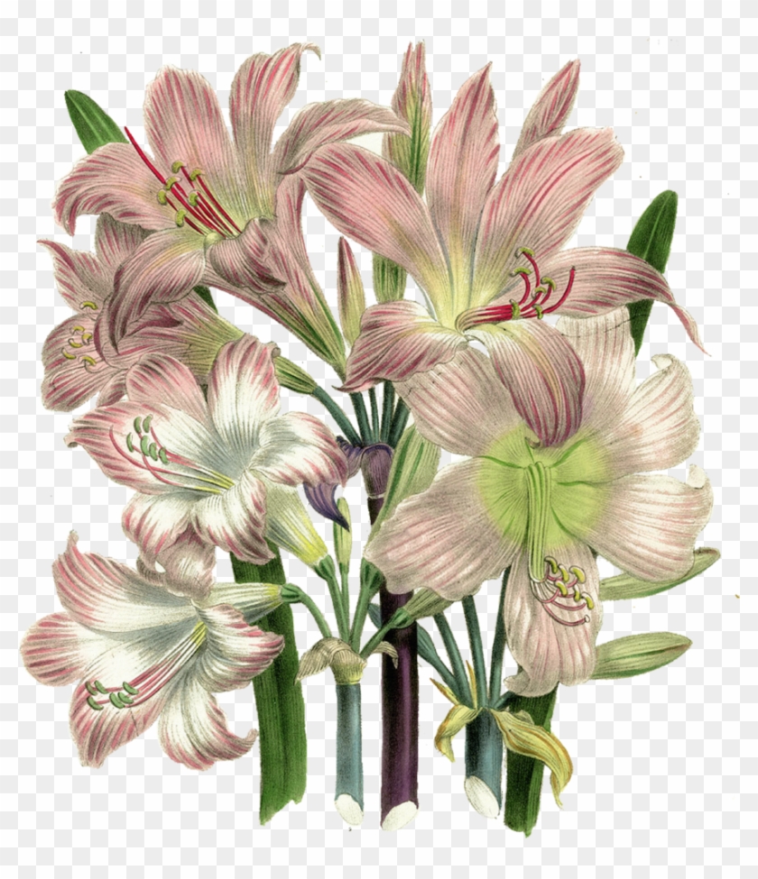 Vintage Flowers By On Deviantart - Deja Vu Souly Had #352469