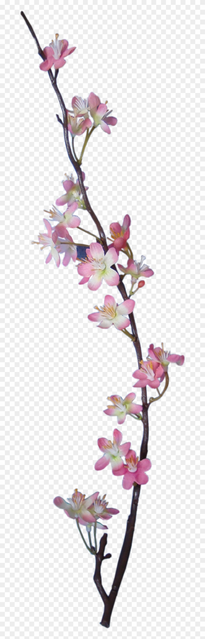 Embellishment Flower Digital Scrapbooking Apple - Embellishment Flower Digital Scrapbooking Apple #352584